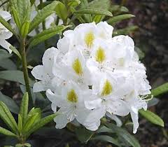 Pin On Rhododendrons