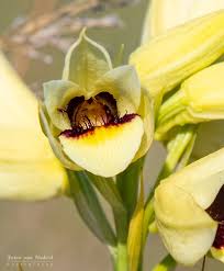 Image result for Eragrostis welwitschii