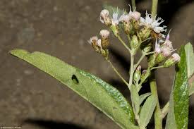 Image result for Vernonanthura polyanthes