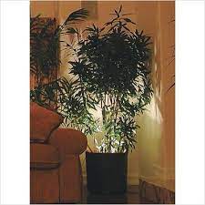 Try Uplighting When You Have Low Ceilings Decorative Plant Light Dpl 90000 Riamart Com Indoor Plant Lights Plant Decor Plant Lighting