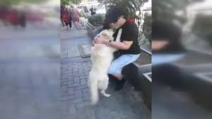Kayip Kopek Sahibini Karsisinda Gorunce Bakin Ne Yapti Son Dakika Flas Haberler