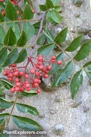 Image result for Zanthoxylum