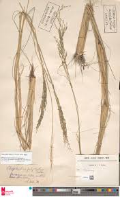 Image result for Leptochloa fusca
