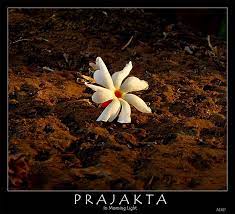 Prajakta Photo Flower Aesthetic Flowers Photography Flowers Nature