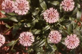 More images for barbara's buttons plant » Marshallia Grandiflora Barbara S Buttons Plant Lust
