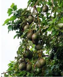 Le Vrai Guacamole Mexicain Partie I Recettes Fete Des Voisins Jardin De Frutas Arbol De Aguacate Frutas Verdes