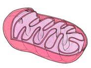 This resource lists the various organelles in plant and animal cells and allows students to match each organelle with its function. Quiz Cell Organelles And Their Functions