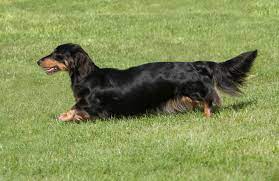 In fact, it is one of three dachshund coat varieties, which can all be found in. The Long Haired Dachshund Owner Guide Facts Animal Corner