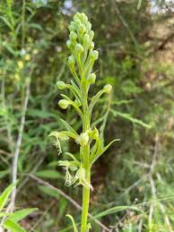 Image result for Zeuxine elongata
