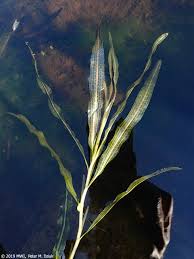 Image result for Potamogeton