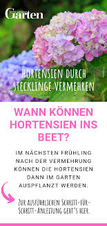 Hortensien Durch Stecklinge Vermehren Wann Konnen Vermehrte Hortensien Ins Beet Modern Design In 2020 Propagating Hydrangeas Garden Makeover Hydrangea Garden