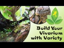Paludarium Build With Custom Background Waterfall And Live Plants Josh S Frogs Youtube