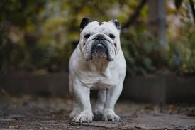 Here are ten things you might not know about the the old english sheepdog, like the bulldog and collie, stands among the truly iconic dogs of the british isles and is recognizable by its shaggy coat. Kostenlose Fotos Zum Thema Old English Bulldog Auf Ccnull De