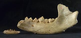 And it is this trait that can make it seem like they have a locking jaw when . Field Museum Fossil Identified As Early Relative Of Dogs Bears Chicago News Wttw