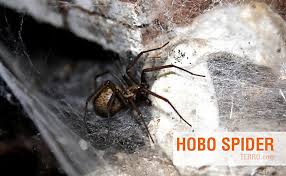 Black widow is an upcoming american superhero film based on the marvel comics character of the same name. How To Id Spiders By Their Webs