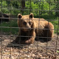 Descriere rezervatia de ursi zarnesti. RezervaÈ›ia De UrÈ™i Libearty Bear Sanctuary ZÄƒrneÈ™ti BraÈ™ov