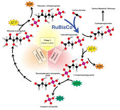 Most of the atp generated during glucose catabolism, however, is derived from a much more complex process, chemiosmosis, which takes place in chemiosmosis, a process of atp production in cellular metabolism, is used to generate 90 percent of the atp made during glucose catabolism and. Cellular Respiration And Photosynthesis Biology Dictionary