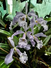 Image result for Rhipidoglossum globulosocalcaratum