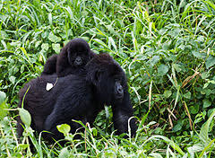 She, and her beloved chimps david greybeard, flo, and flint become known. Dian Fossey Wikipedia
