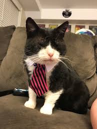 I should buy a boat cat. When I Work From Home I Put A Tie On Him To Make It Look Like He Is My Supervisor Aww
