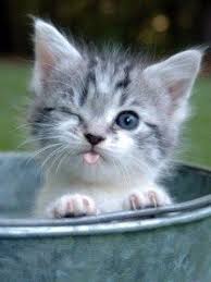 29 Cats Other Cute Animals Winking Cute Animals Kittens Cutest Funny Animals