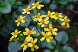 Image result for Senecio consanguineus