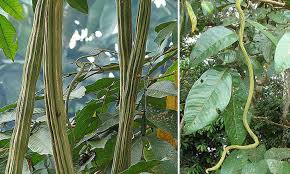 It has been introduced to cuba where it is listed as invasive, but no information on ecological and/or economic impact has been provided. Ice Cream Bean Trees Nature S Cotton Candy Epic Gardening