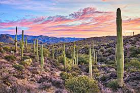 Maybe you would like to learn more about one of these? United Cheap Flights From Phoenix From 97 United Airlines