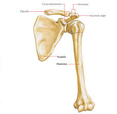 It's not connected to your ribcage, but is held in place by your shoulder muscles. Scapular Anatomy Anatomy Drawing Diagram