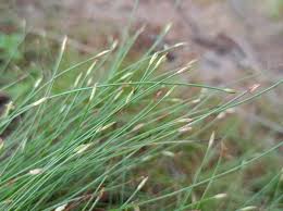 Image result for Abildgaardia ovata