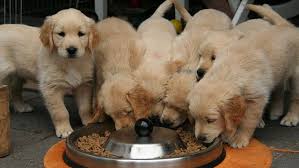 1 (18 weeks old in this video). Hillsborough Pet Resource Center Offering Free Adoptions
