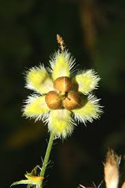 Image result for Blepharis involucrata