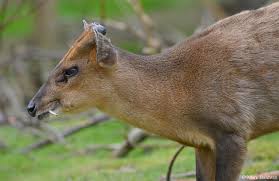 Muntjac deer make wonderful little pets. Reeves Muntjac Deer Wildlife Online