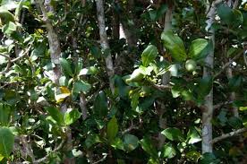 Image result for Hyperacanthus microphyllus