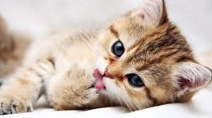 Check spelling or type a new query. Cute Animal Laptop Wallpapers Top Free Cute Animal Laptop Backgrounds Wallpaperaccess