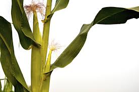 Maybe you would like to learn more about one of these? Tillers On Corn Information About Suckers On Corn Stalks