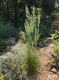 Image result for Porphyrostemma grantii