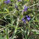 Image result for Pentanisia