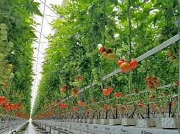 Check spelling or type a new query. Armenia Growing Tomatoes At 1800 Meter Above Sea Level