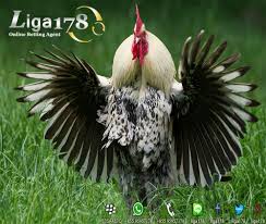 гороскоп на неделю с 14 по 20 октября 2019 Link Alternatif S128 Sabung Ayam Agen S128 Indosbobet178 Com Rooster Bird Wallpaper Birds