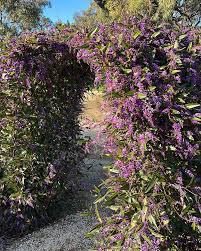 Image result for Hardenbergia