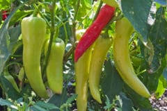 How often do you water a jalapeno plant? How Often To Water Pepper Plants Garden Eco