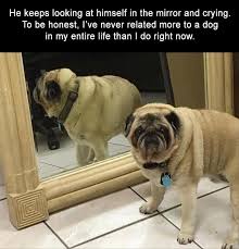 Afternoon Funny Memes 34 Pics Funny Animal Memes Cute Funny Animals Funny Pictures