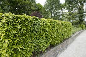 Wenn sie ihre hainbuchen als hecke kultiviert haben, müssen sie beim schnittzeitpunkt auf das naturschutzgesetz achten und dürfen ihre hecke nicht während der hierin vorgegeben nistzeit stark zurückschneiden. Buchenhecke Schneiden Zeitpunkt Vorgehen Plantura