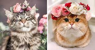 Maybe you would like to learn more about one of these? Artist Creates Flower Crowns For Animals And They Look Majestic Artfido