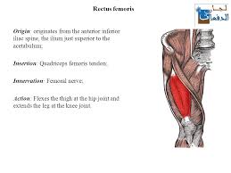 Both of these types of structure may. The Thigh Muscles Lecture Ppt Download