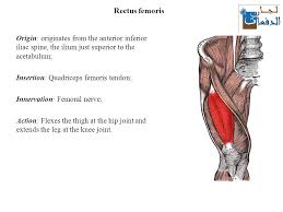 The proximal hamstring tendons connect the three hamstring muscles (the semimembranosus, the semitendinosus, and the biceps femoris) to the sit bone (ischial tuberosity), which is located in the buttocks at the bottom of the pelvic bone. The Thigh Muscles Lecture Ppt Download