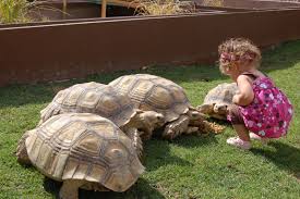 choosing a tortoise species which tortoise species should