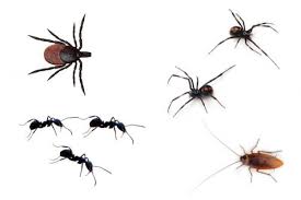 Ar pest control mississauga guarantees safe, affordable, reliable and timely integrated pest extermination for your home as well as for your business.our fully licensed experts are here to not only ensure your homes. Rat Control Services San Diego Landscaping And Pest Controlsan Diego Landscaping And Pest Control