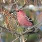 Winter Birding Weekend event in Long Lake, NY